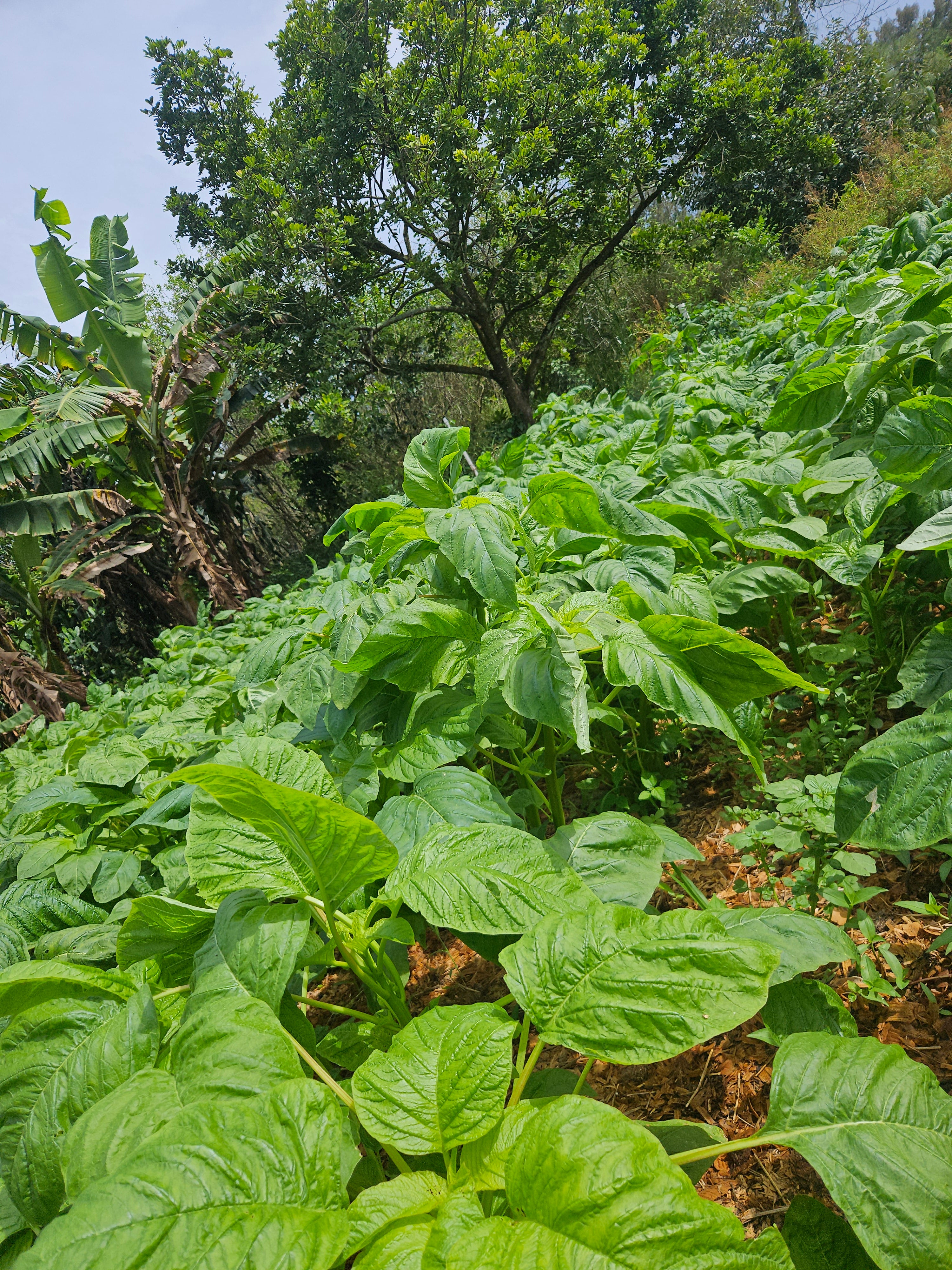 Calaloo