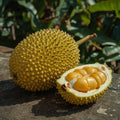 Jackfruit