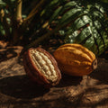 Cocoa (Market Price)